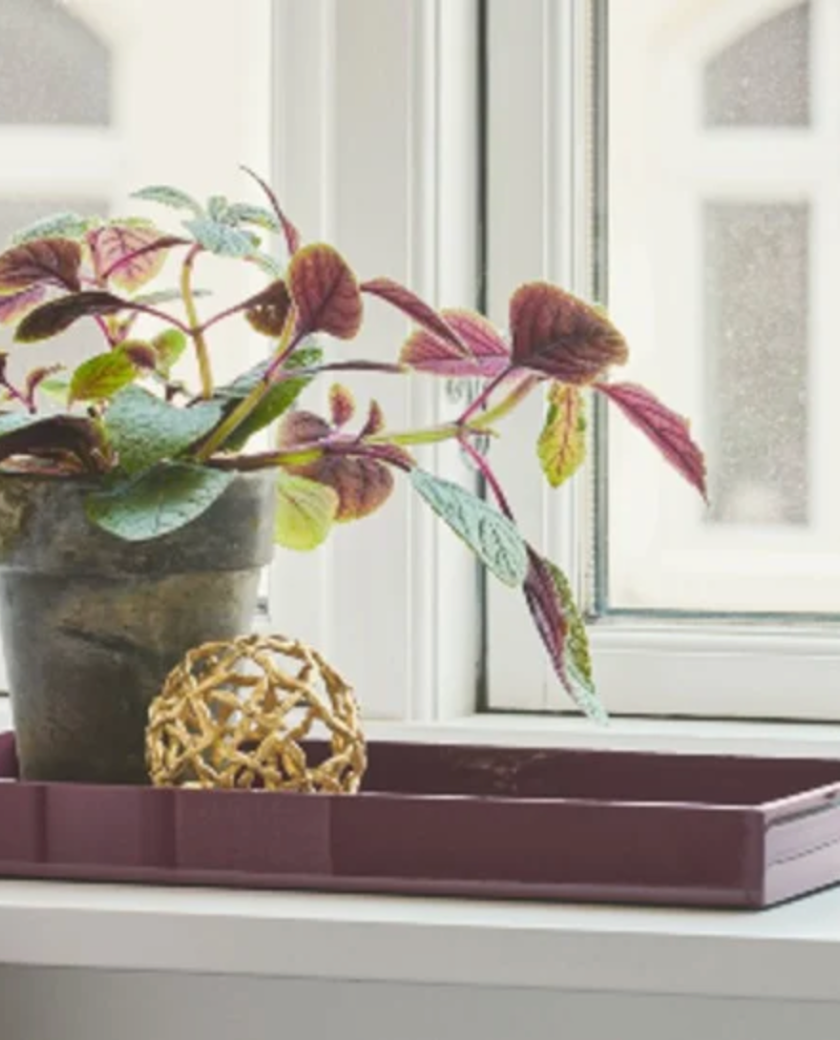 BANDEJAS LACA, BANDEJAS INDIETRO